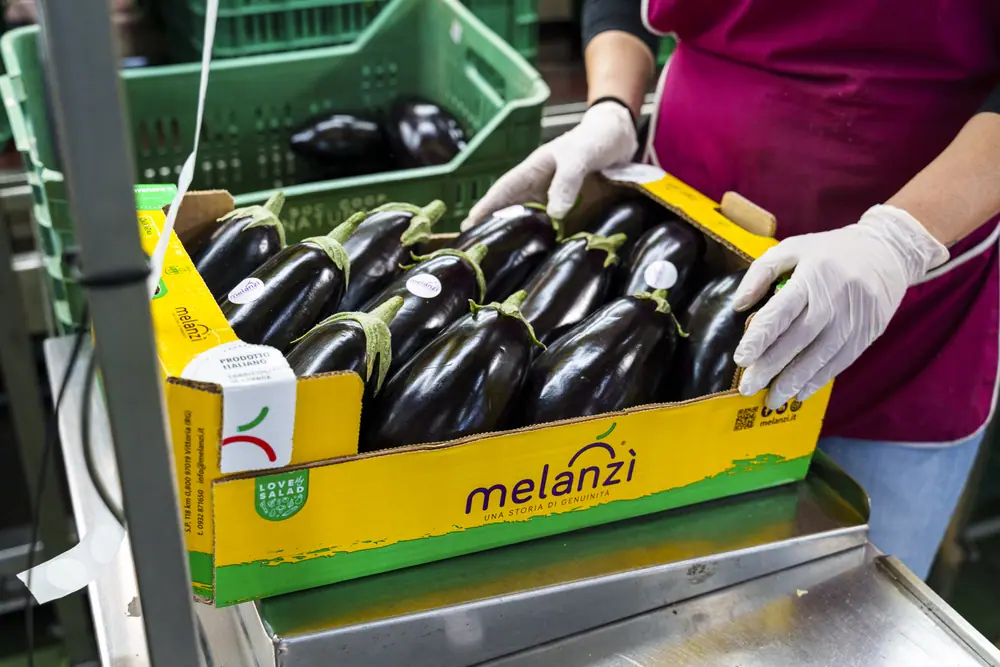 Melanzane sistemate a mano in un cartone Melanzì
