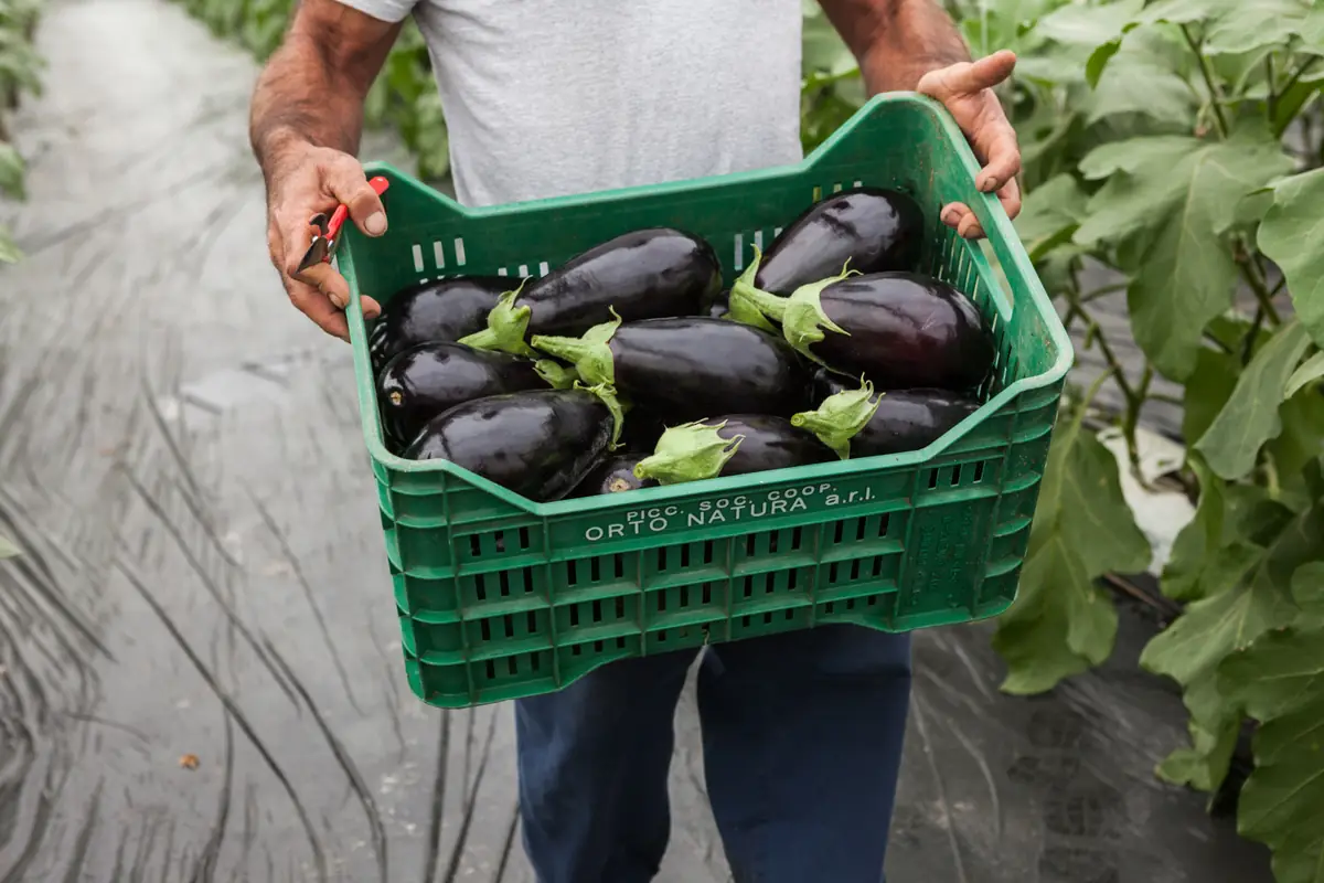 Cassetta verde piena di melanzane nere appena raccolte