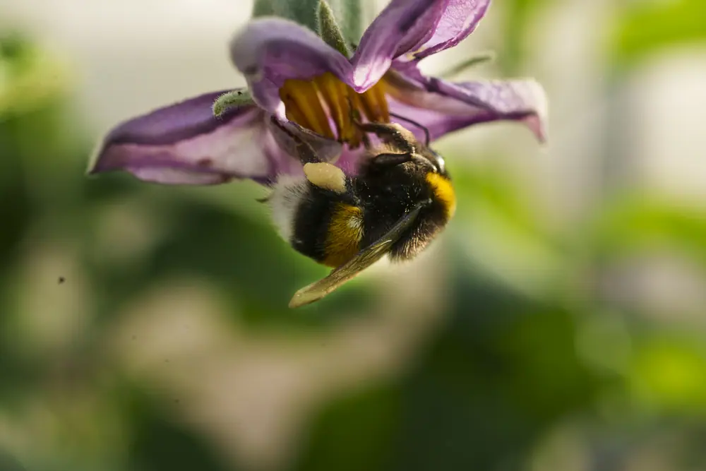 Un bombo su un fiore di melanzana, in serra