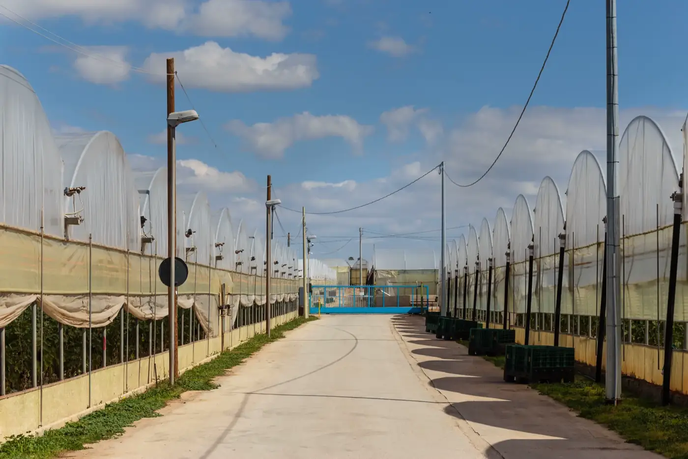 La strada tra le serre dell'azienda sotto il sole di Vittoria