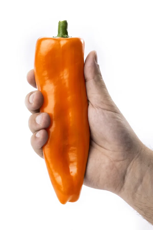 Peperone dolce arancione, lungo e lucido, tenuto in mano su sfondo bianco