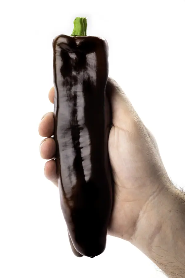 Peperone dolce color cioccolato, lungo e lucido, tenuto in mano su sfondo bianco