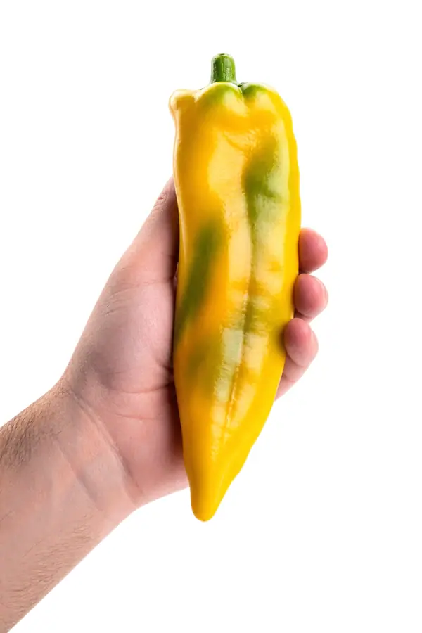 Peperone dolce giallo con sfumature verdi, lungo e a punta, tenuto in mano su sfondo bianco