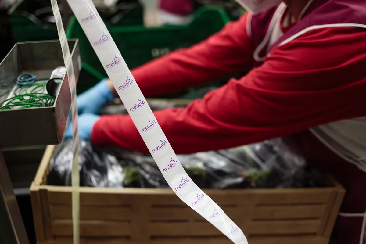 Un'operatrice applica le etichette sulle cassette di melanzane